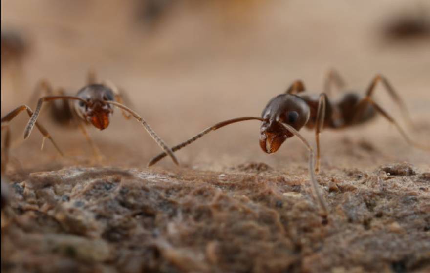 UC Riverside argentine ants