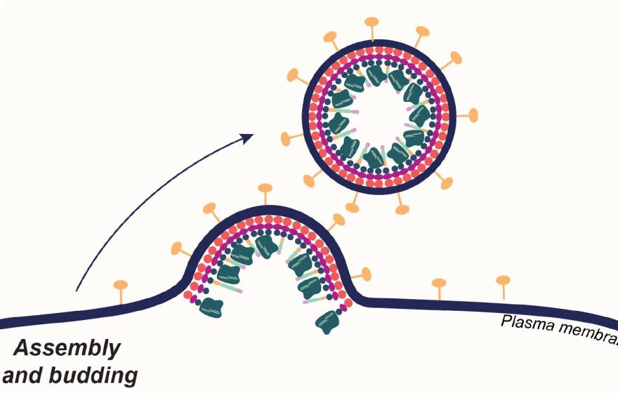 A diagram showing enveloped viruses budding from a cell wall