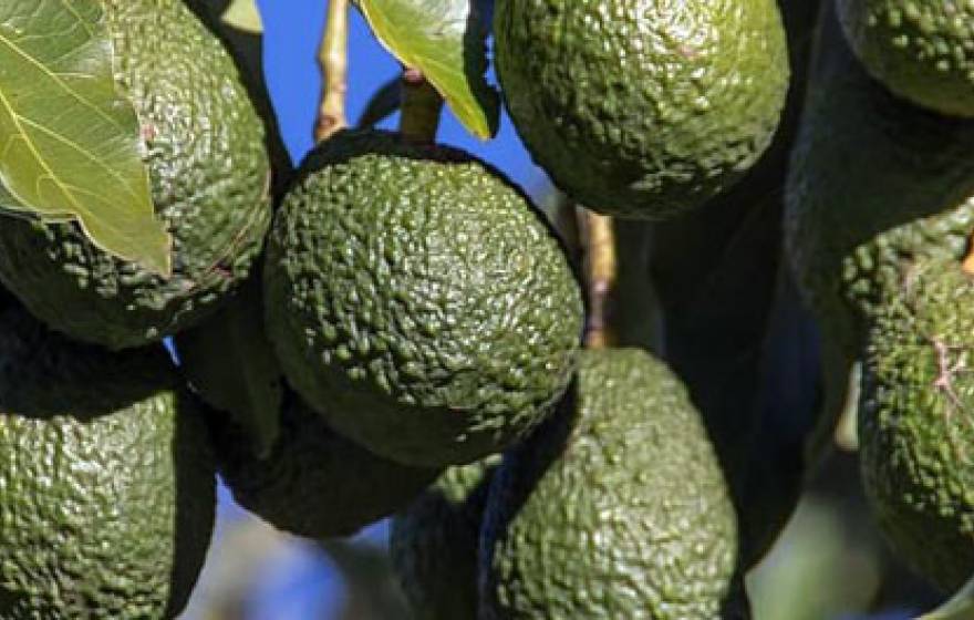Healthy avocados on a tree