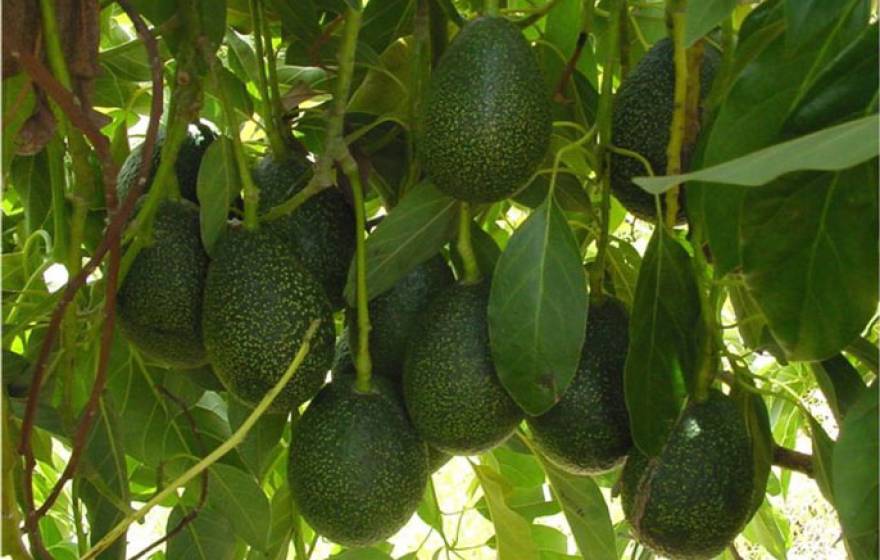 UC Riverside avocados