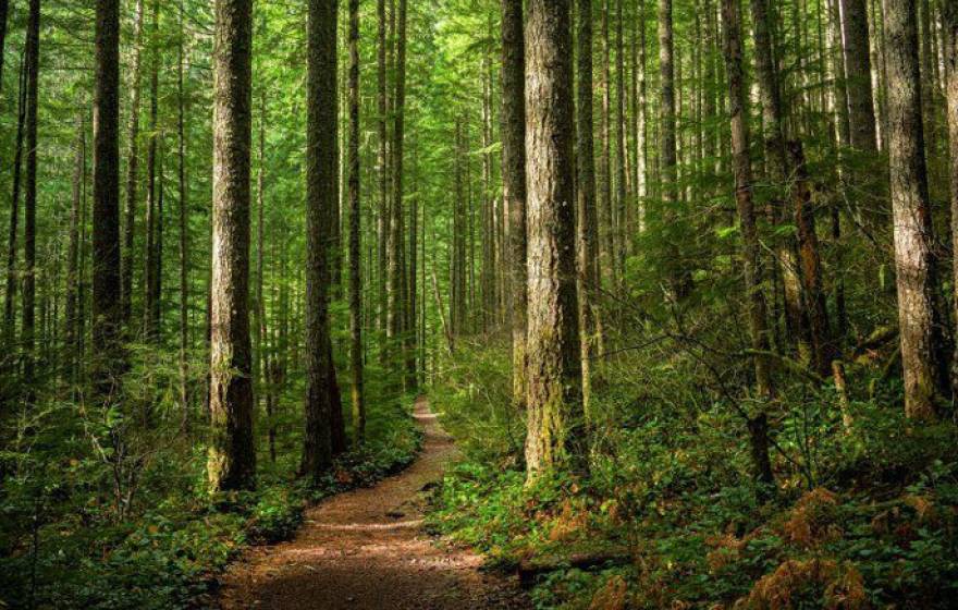 Redwood forest