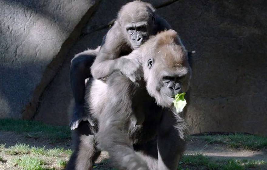 Leslie the gorilla with her mom