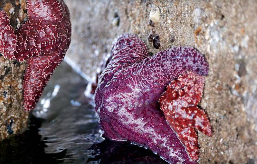 baby sea stars