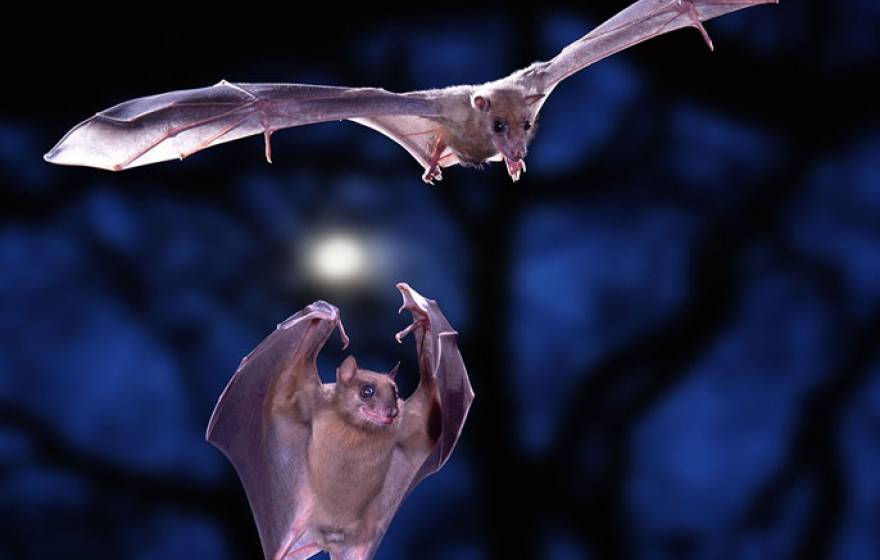 Two bats flying together