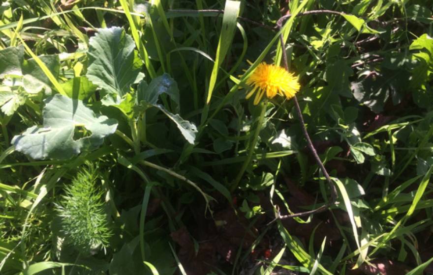 dandelion