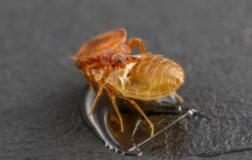 Bedbug UC Riverside