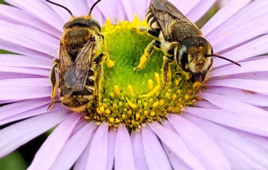 Bees on a flower