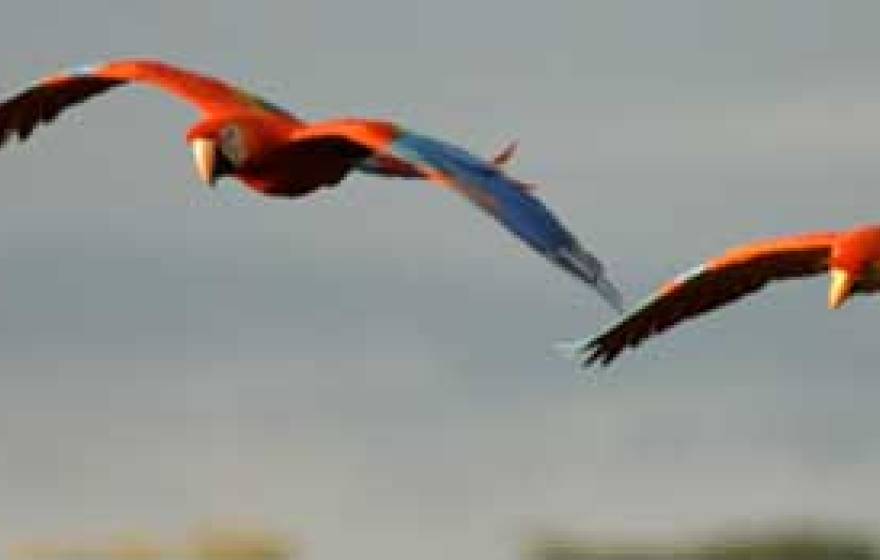 scarlet macaws