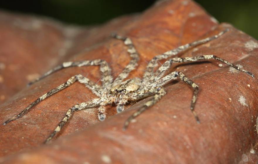 Selanops &quot;gliding&quot; spider