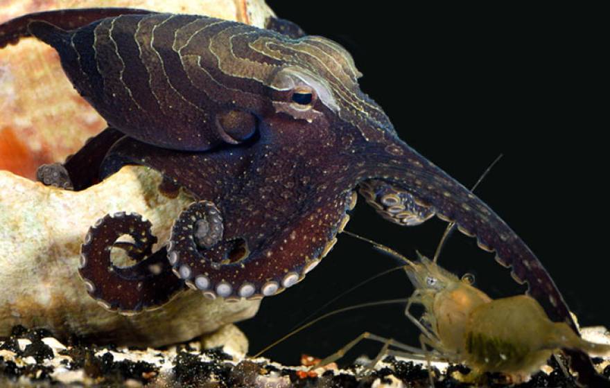 Pacific octopus stalks shrimp