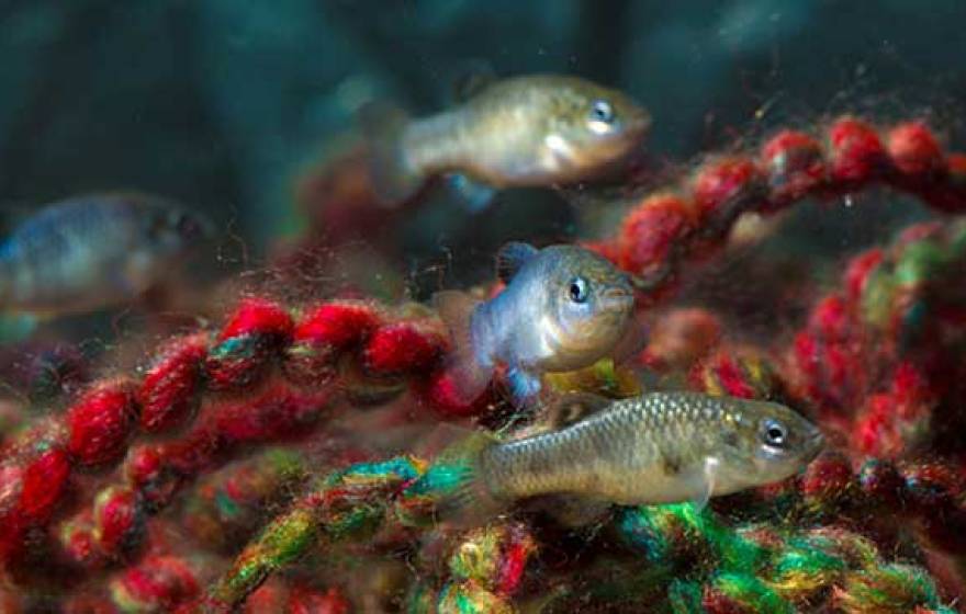 pupfish