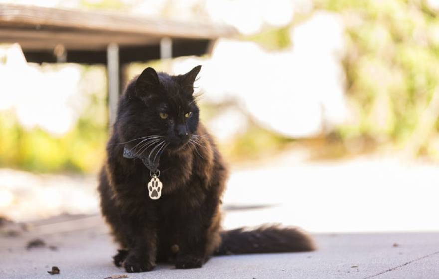 Big Boy the cat sitting outside