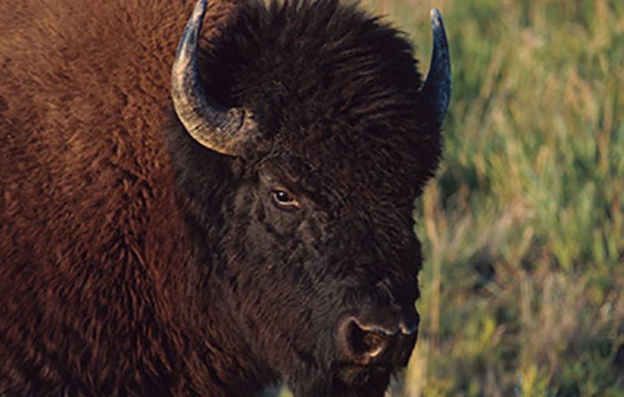 UC Santa Cruz bison fossils