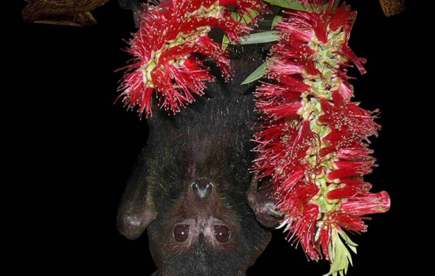 Black flying fox hanging upside down