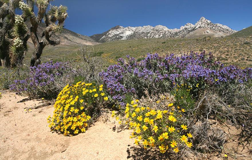 wildflowers at Owens Peak