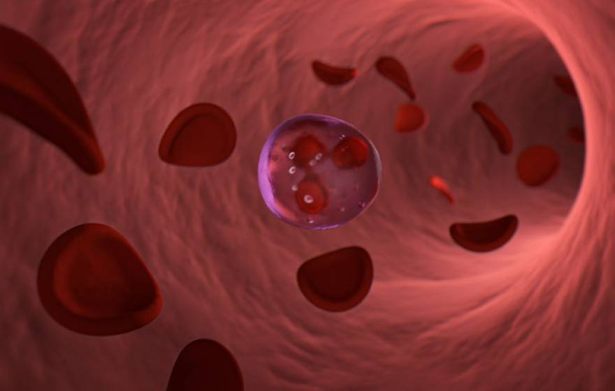 Blood cells floating in a vessel
