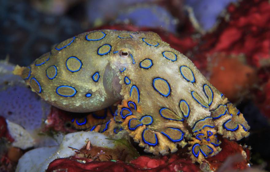 Greater blue-ringed octopus