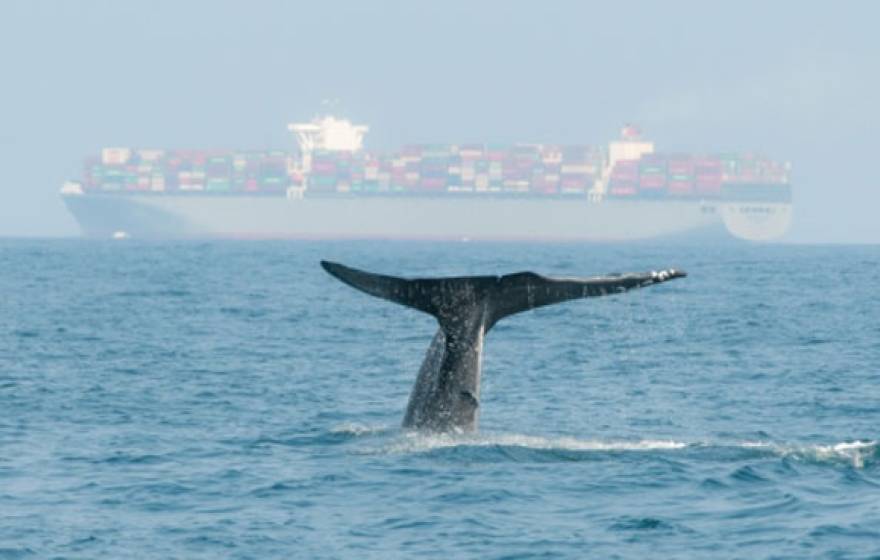 UC Santa Barbara blue whale cargo ship
