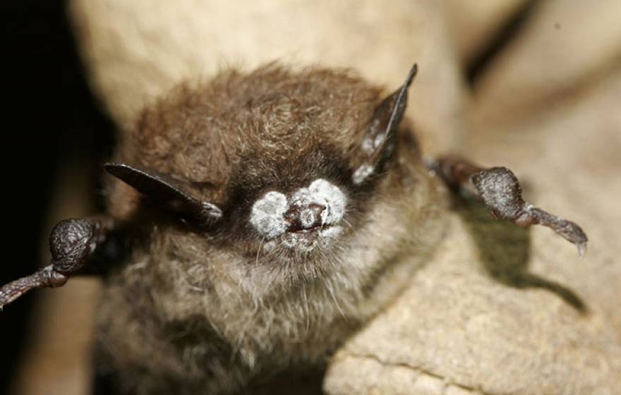 brown bat with white nose fungus