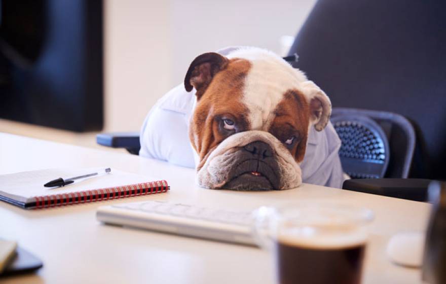 Bulldog bored at a desk