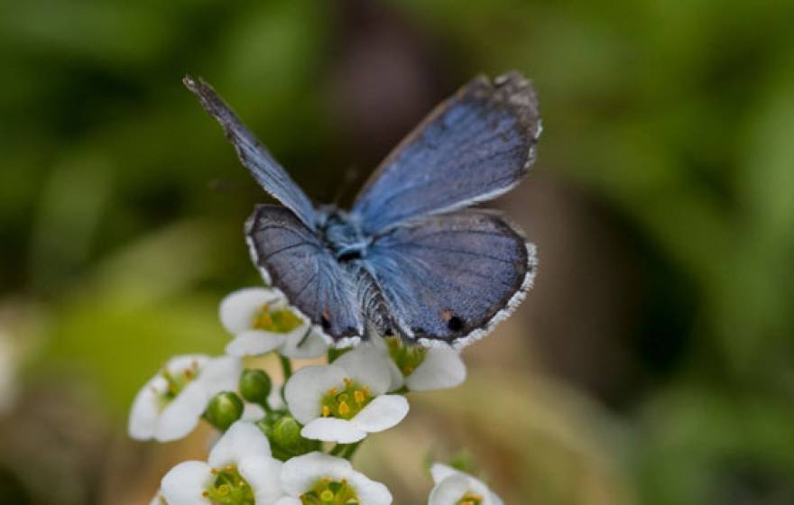 Butterfly on a flower