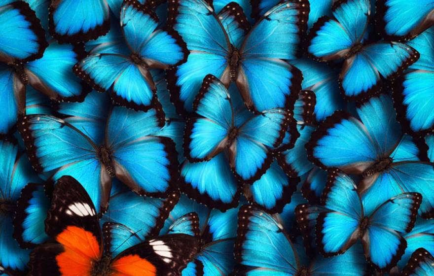 UC San Diego butterfly wings
