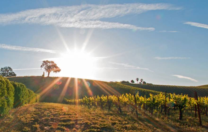 Vineyard in the late afternoon sun