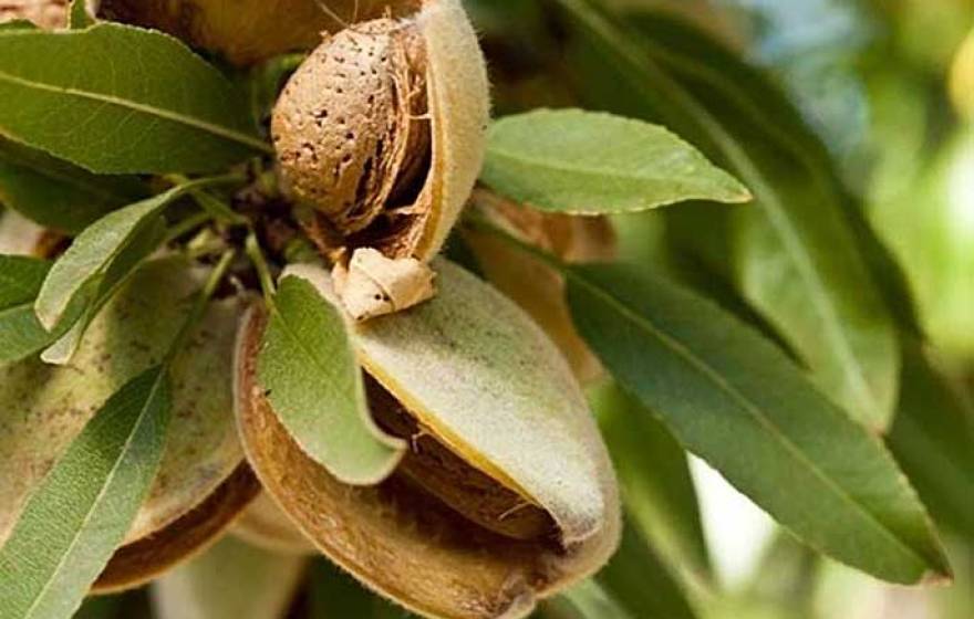 almond