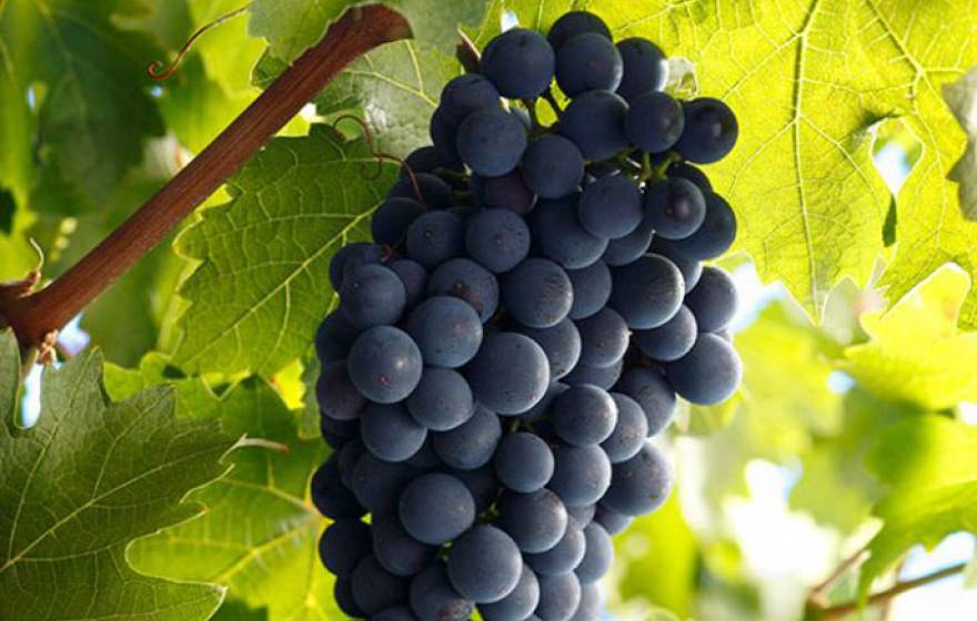 Cabernet Sauvignon UCal