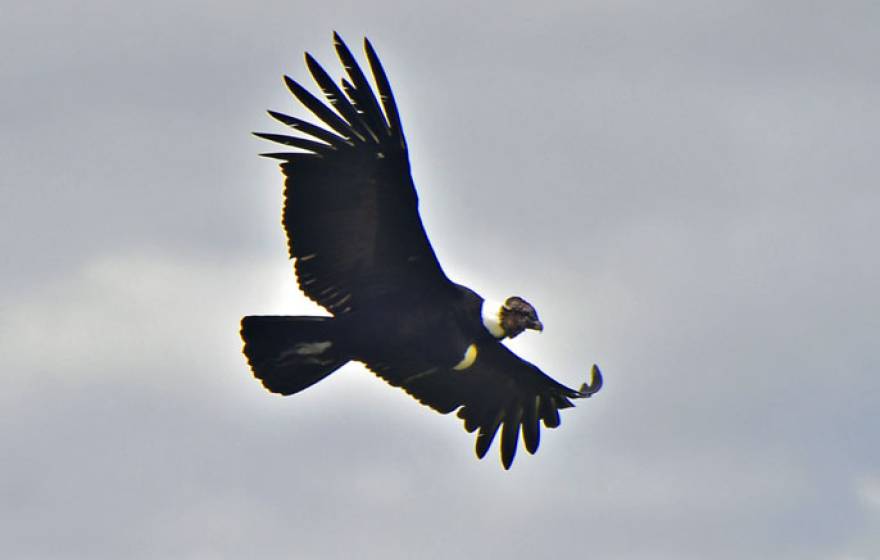 UC San Diego condor