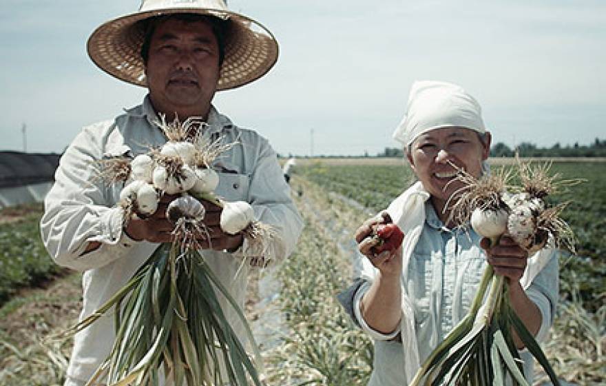 Hmong farmers