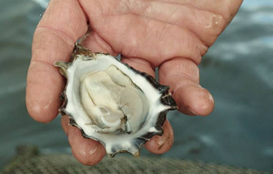 oyster in shell