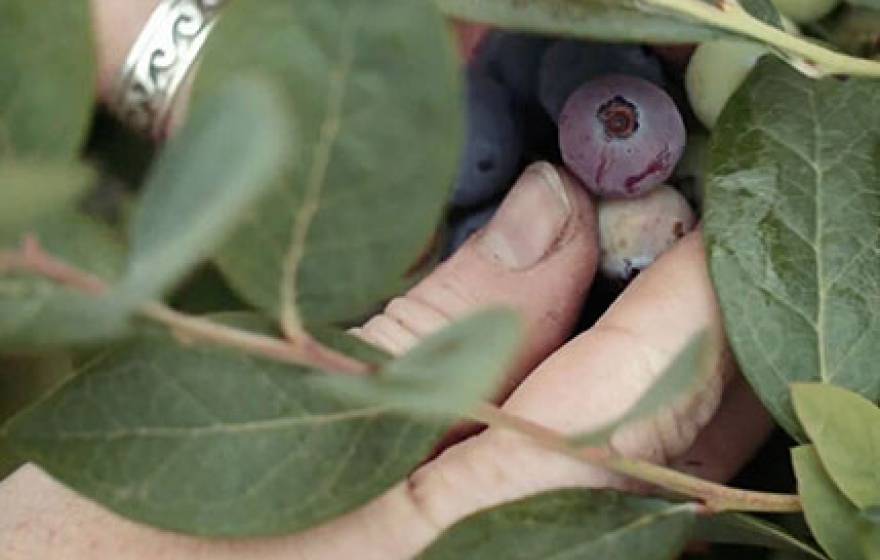hand picking berry