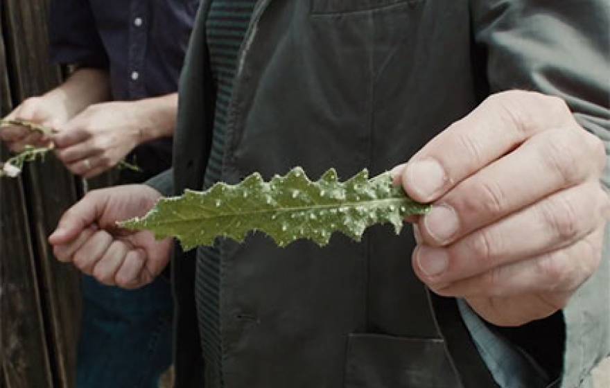 holding a weed
