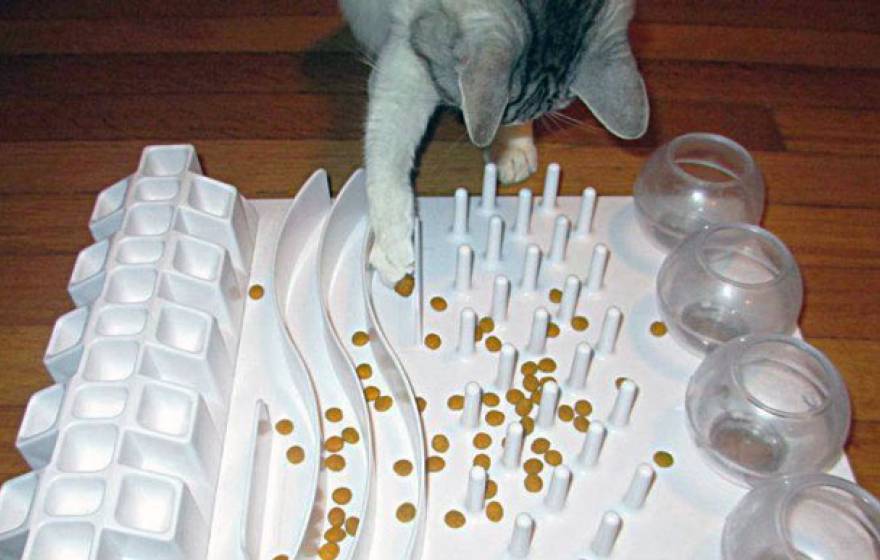 Cat playing with a food puzzle