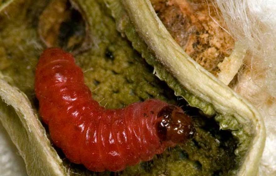 bollworm caterpillar