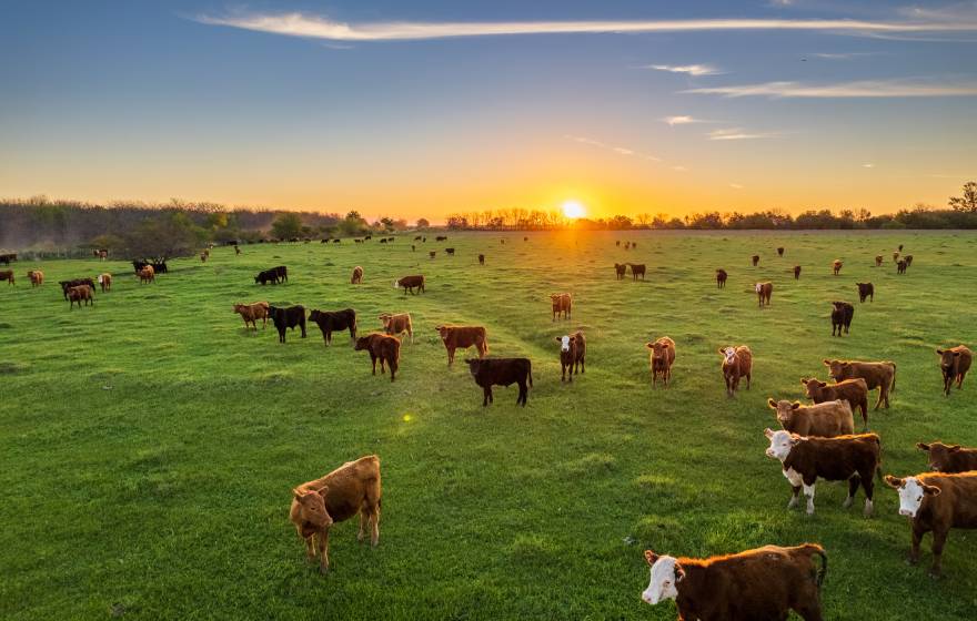 The sun sets on the horizon as cattle graze in the field