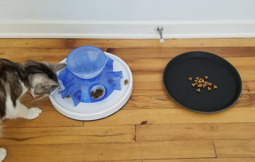 A cat looks at a food puzzle