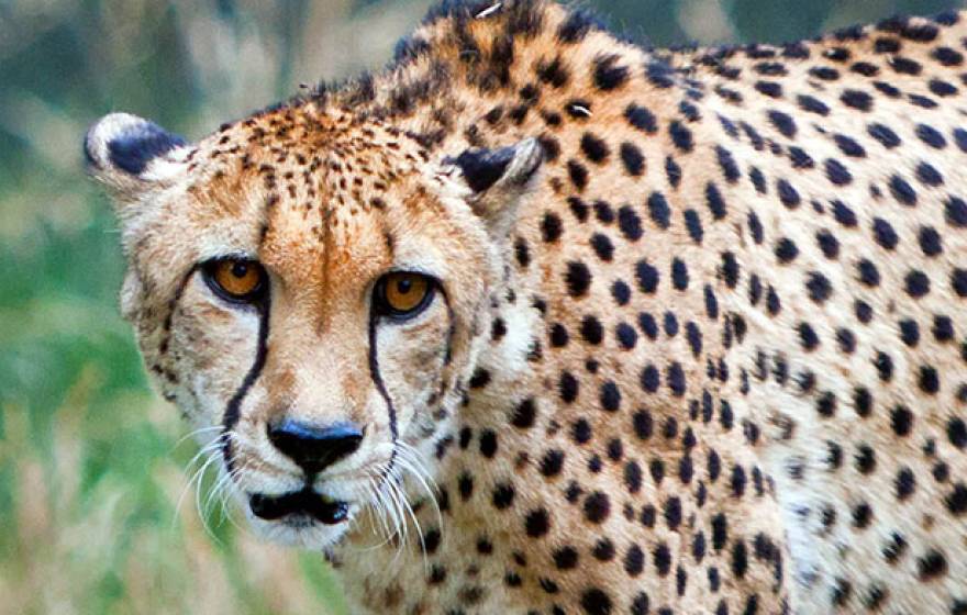 predators | University of California