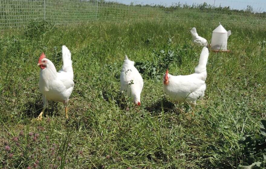 free-range chickens