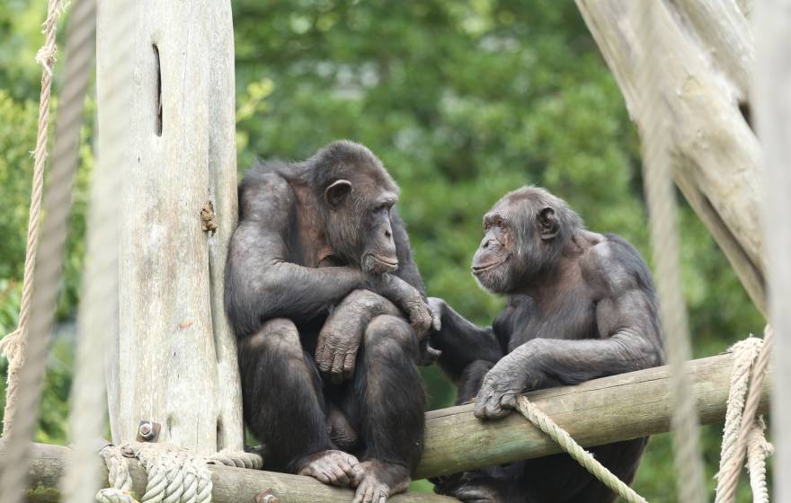 Two chimpanzees sit in tree branches. The one on the right is holding the hand of the one on the left, and they're looking at each other and seem to be smiling. 