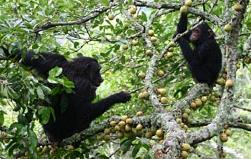 chimps in tree