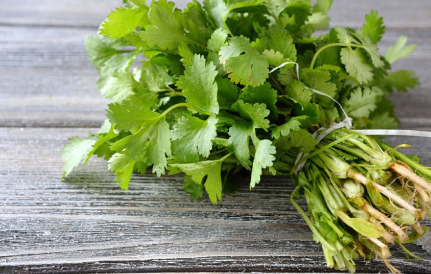 Cilantro on a grey table