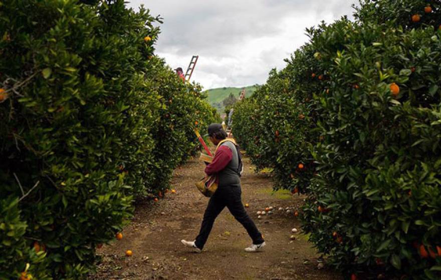 A man walking in a citrus grove