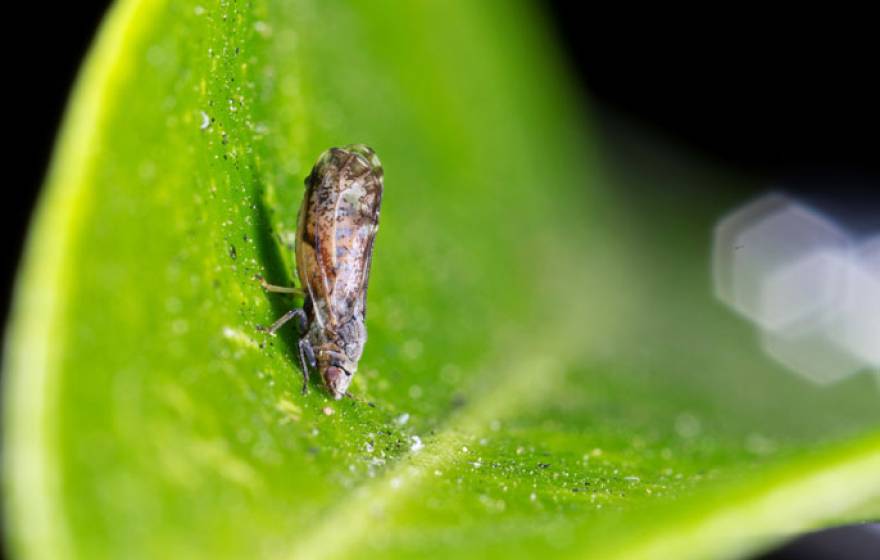 Citrus greening disease studied by UC Riverside