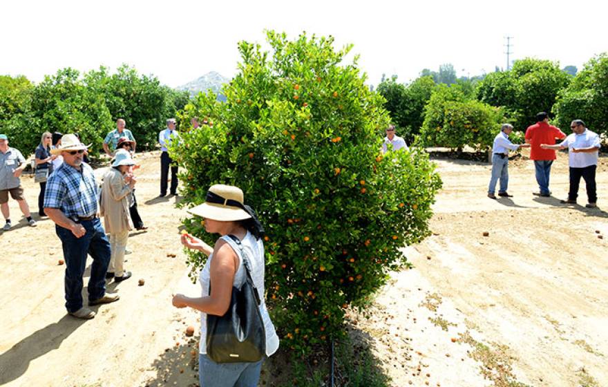 UC Riverside citrus safety