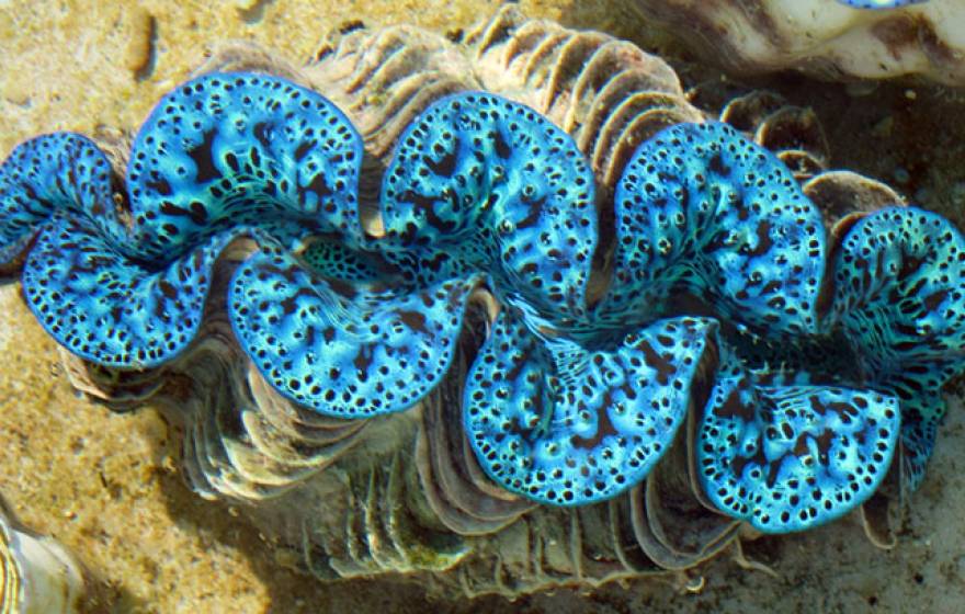 UC Santa Barbara giant clams