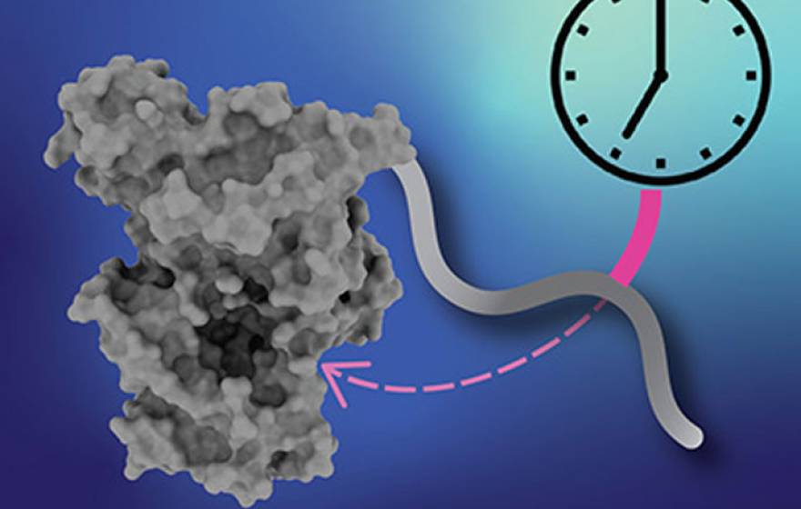 Clock protein illustration