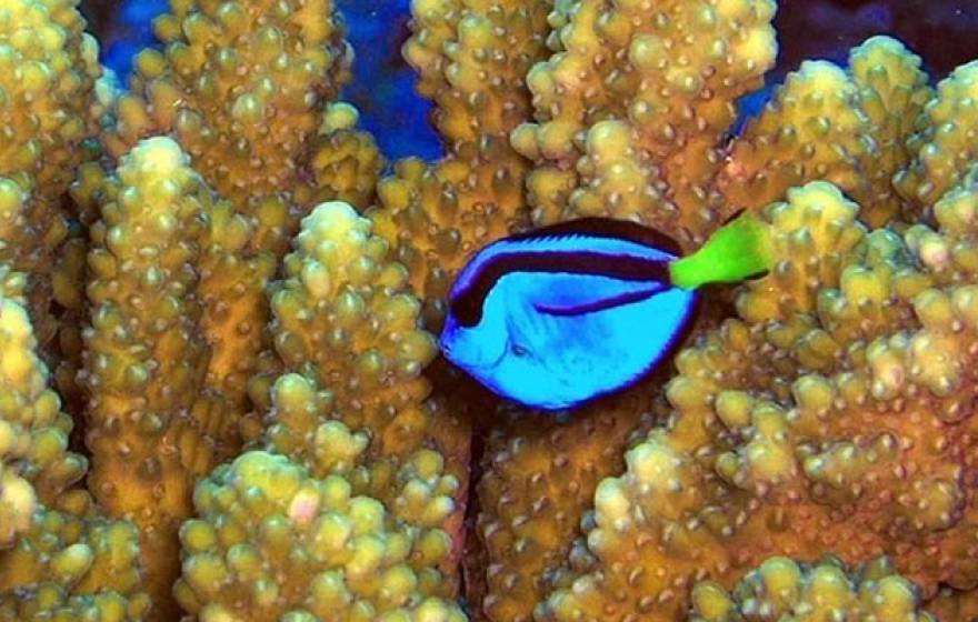 Coral reef surgeonfish