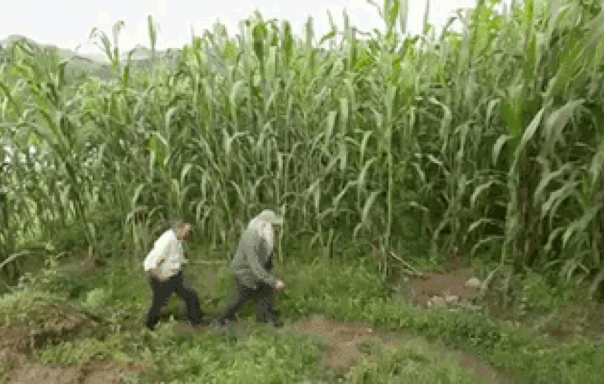 Two people walking through high corn